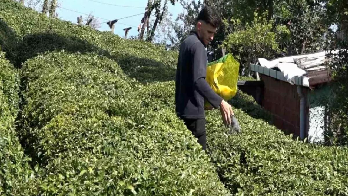 2025 Çay Sezonu Hazırlıkları Tamamlanıyor