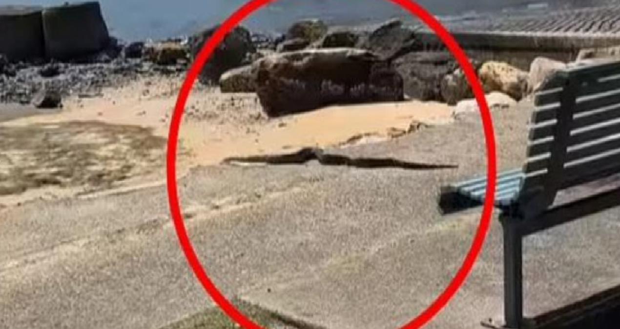 4 metre boyunda şehrin göbeğinde geziyor: Henüz yakalanmadı