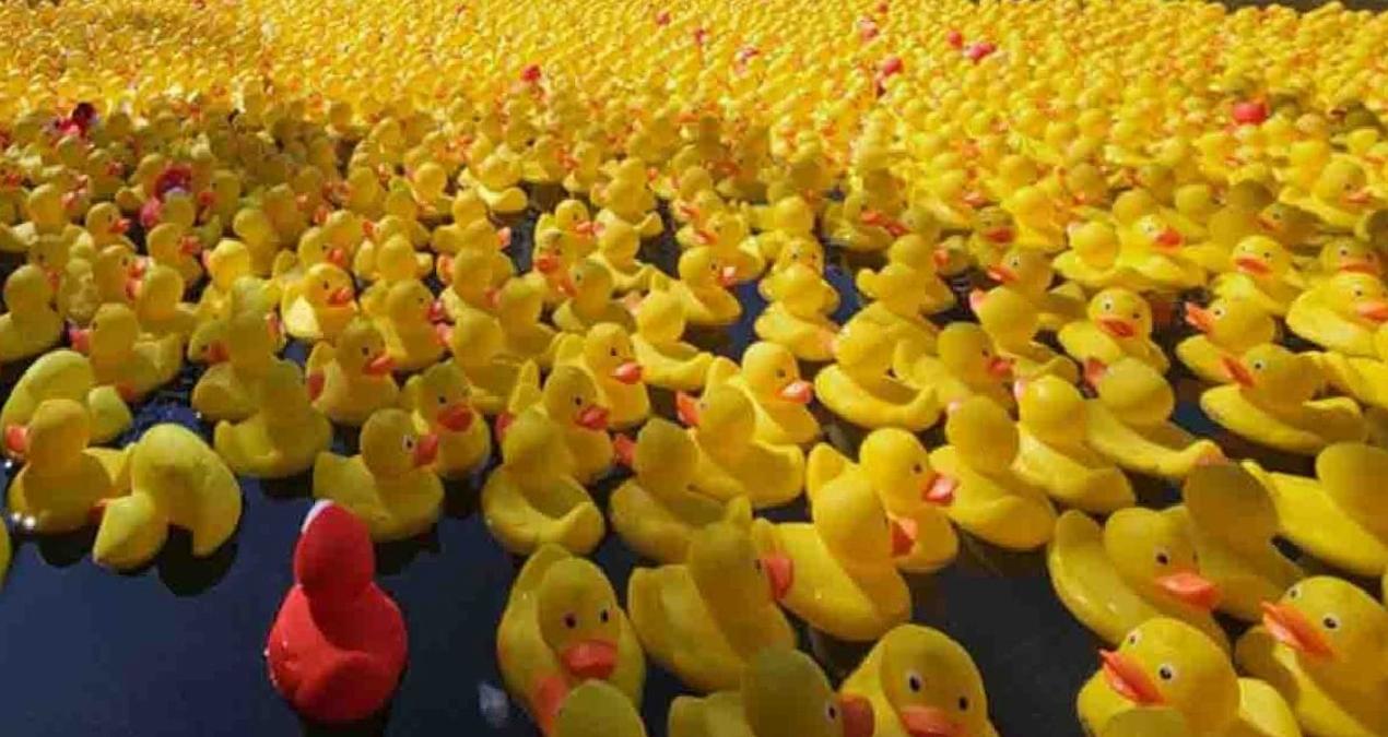 9 bin plastik ördek birbirine karşı yüzüyor