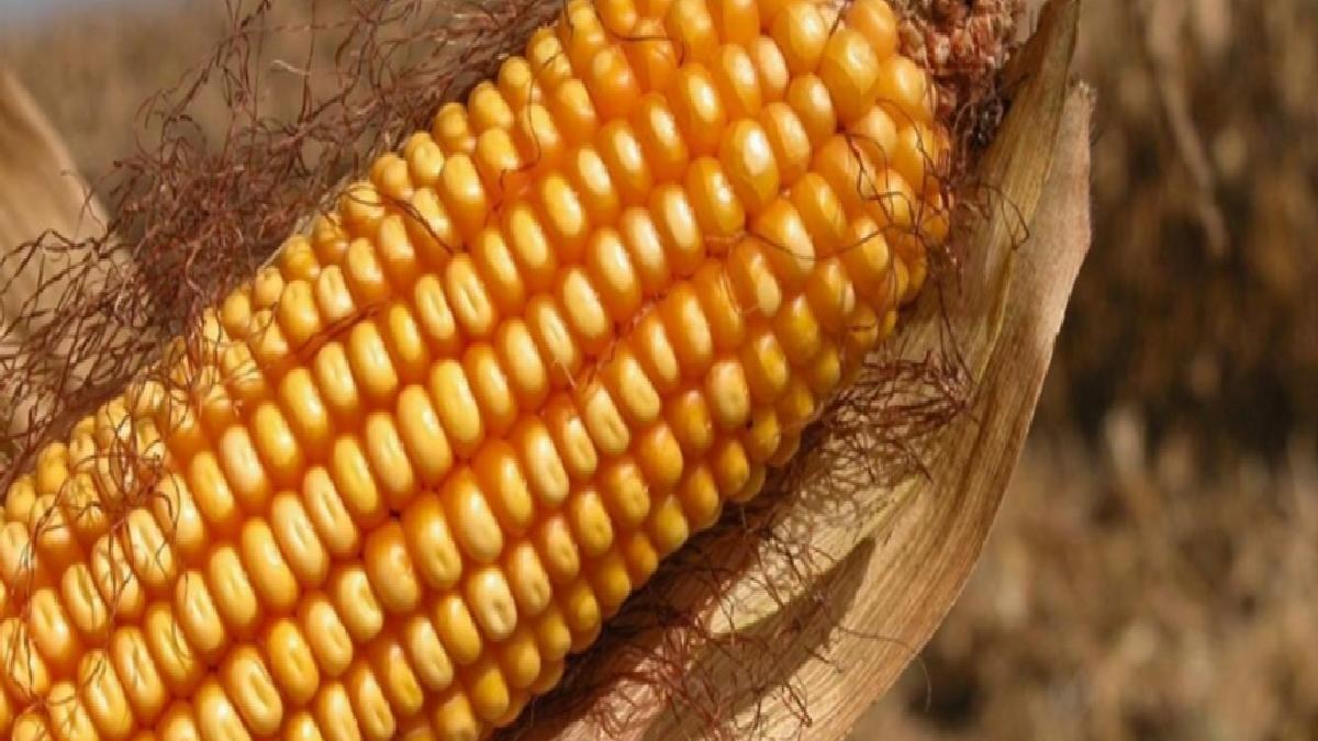 AB’den genetiği değiştirilmiş mısıra onay