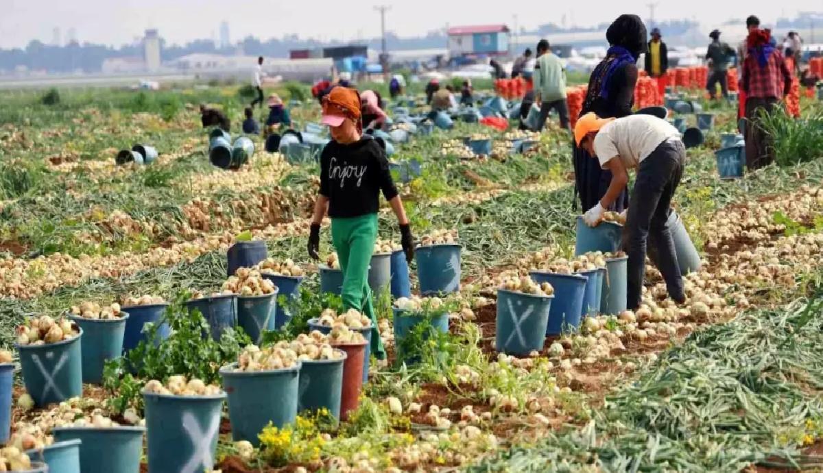 Adana’da Soğan Fiyatları Düştü
