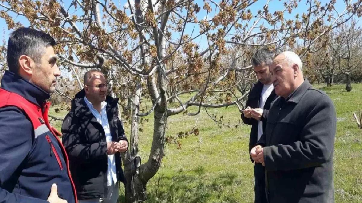 Afyon’da Soğuk Hava Tarımı Vurdu