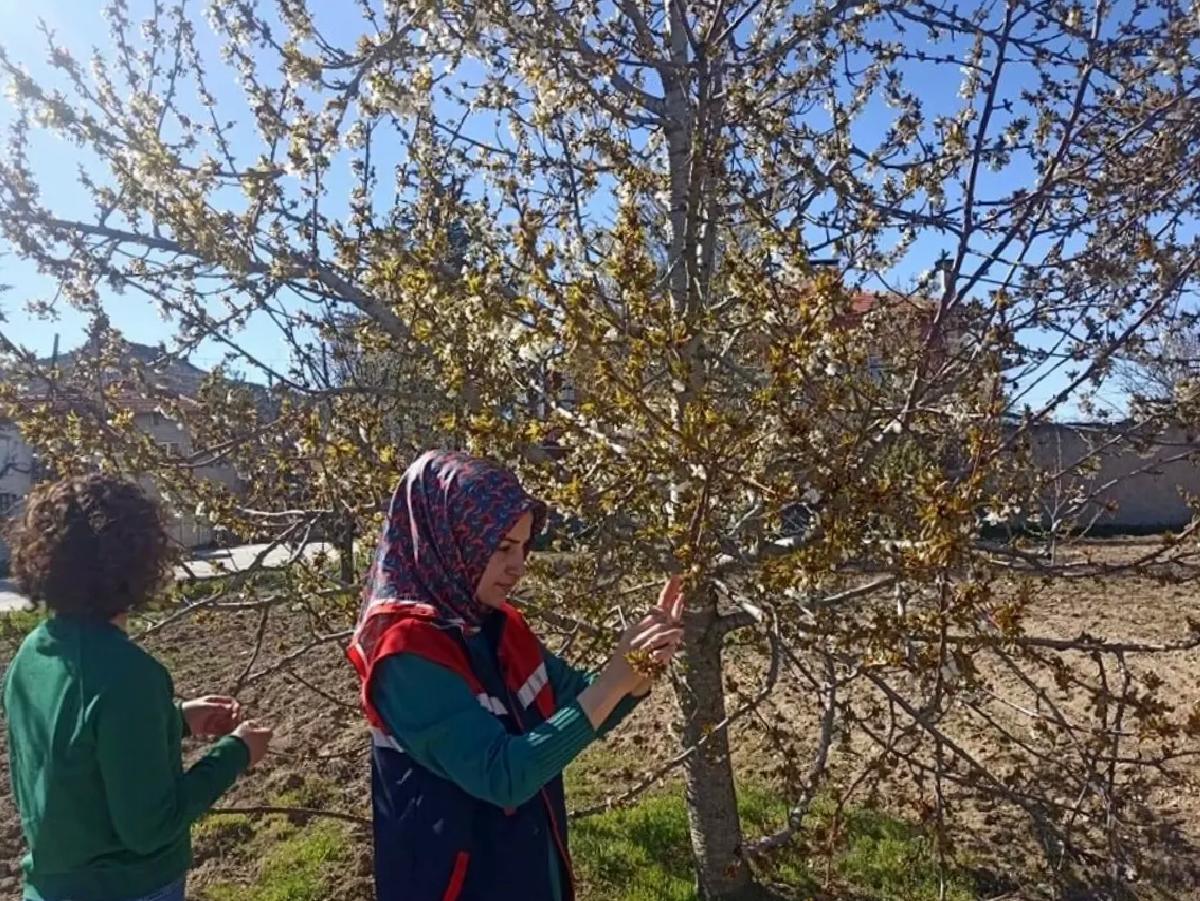Afyonkarahisar’da Zirai Don Hasarı Tespiti
