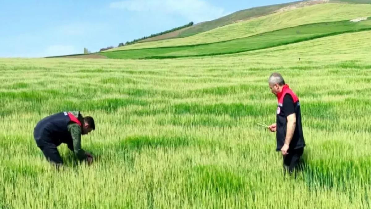 Amasya’da Zirai Don Zarar Tespiti Devam Ediyor