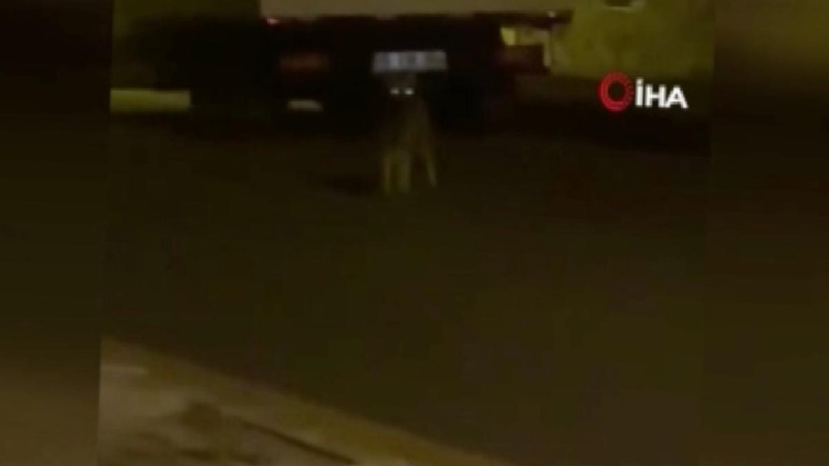Ankara’da aç kalan yaban hayvanları şehre indi