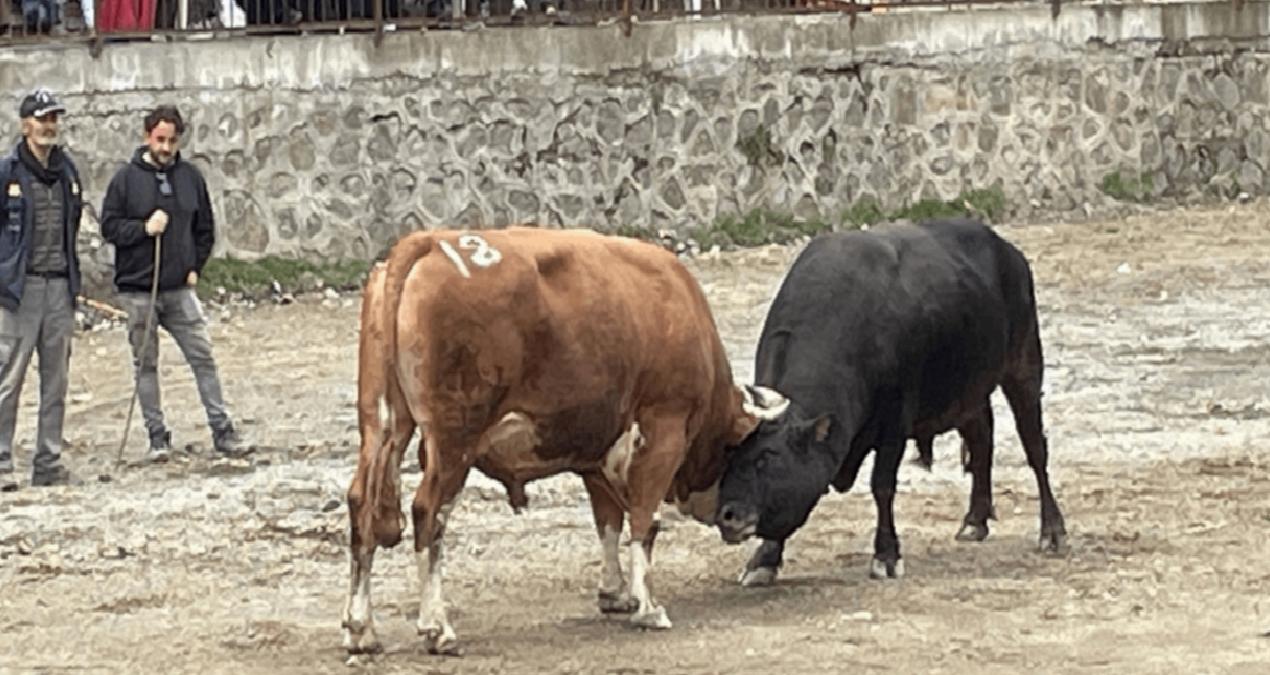 Artvin’de boğa güreşi heyecanı