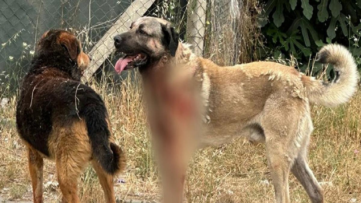 Avrupa’da sıkı düzenlemeler: Sokaklar başıboş hayvanlardan arındırıldı