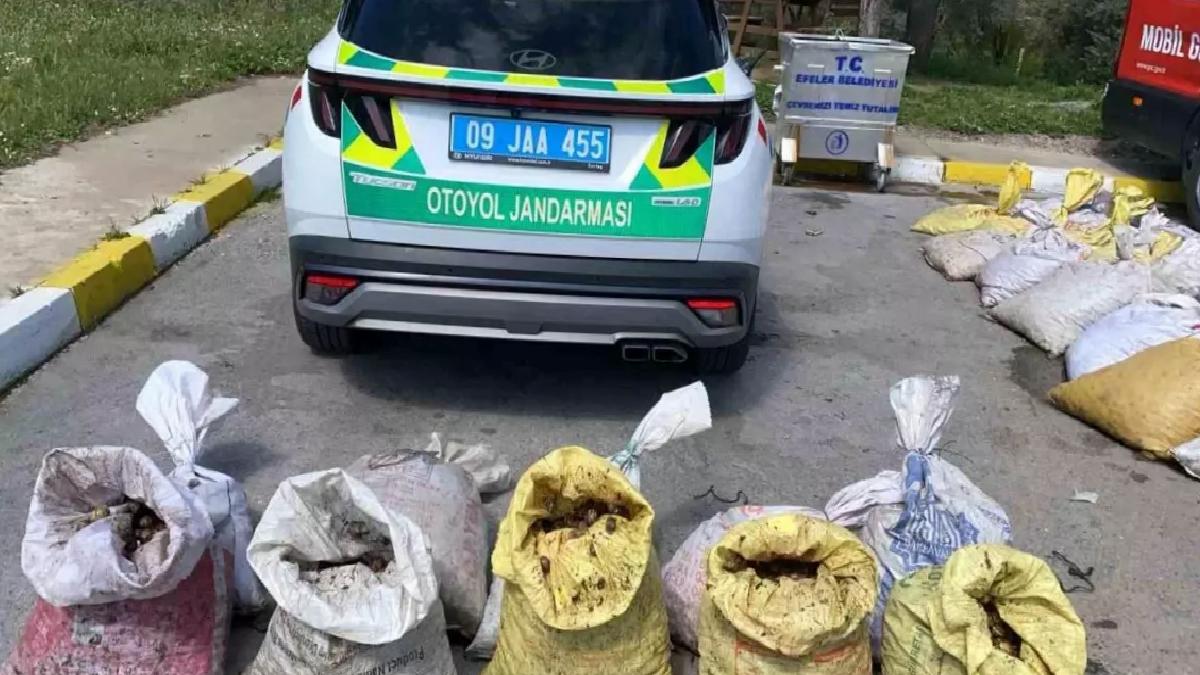 Aydın’da Kaçak Salyangoz Ele Geçirildi