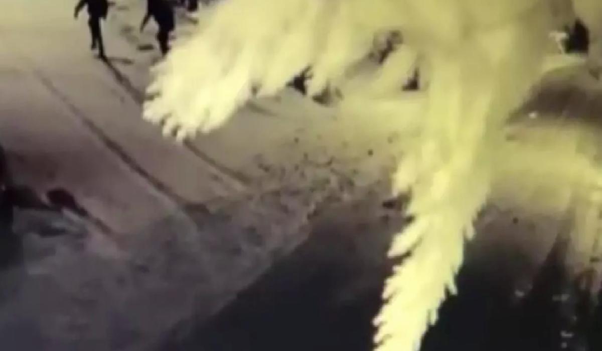 Beykoz’da Silahlı Saldırı: 2 Tutuklama