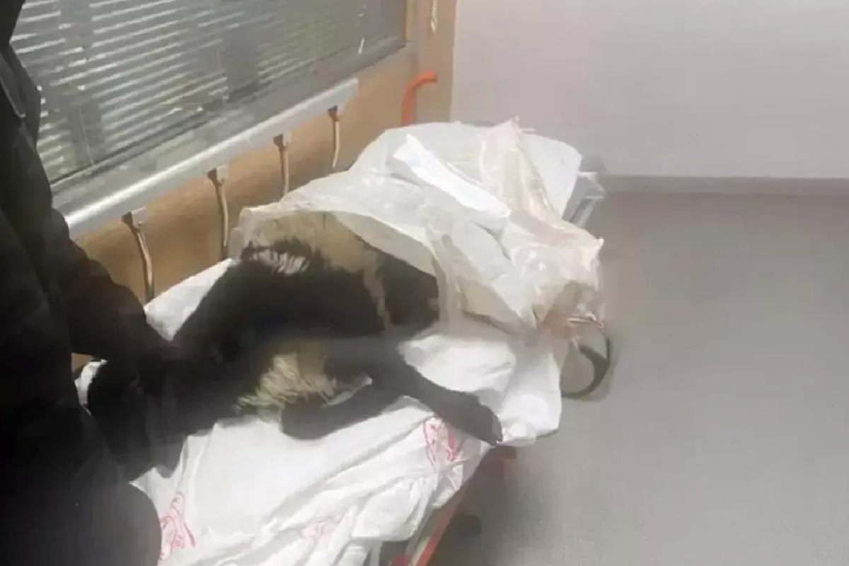 Bir kentimizi karıştıran olay! Ayağı kırılan koynunu tedavi ettirmek için acile getirdi