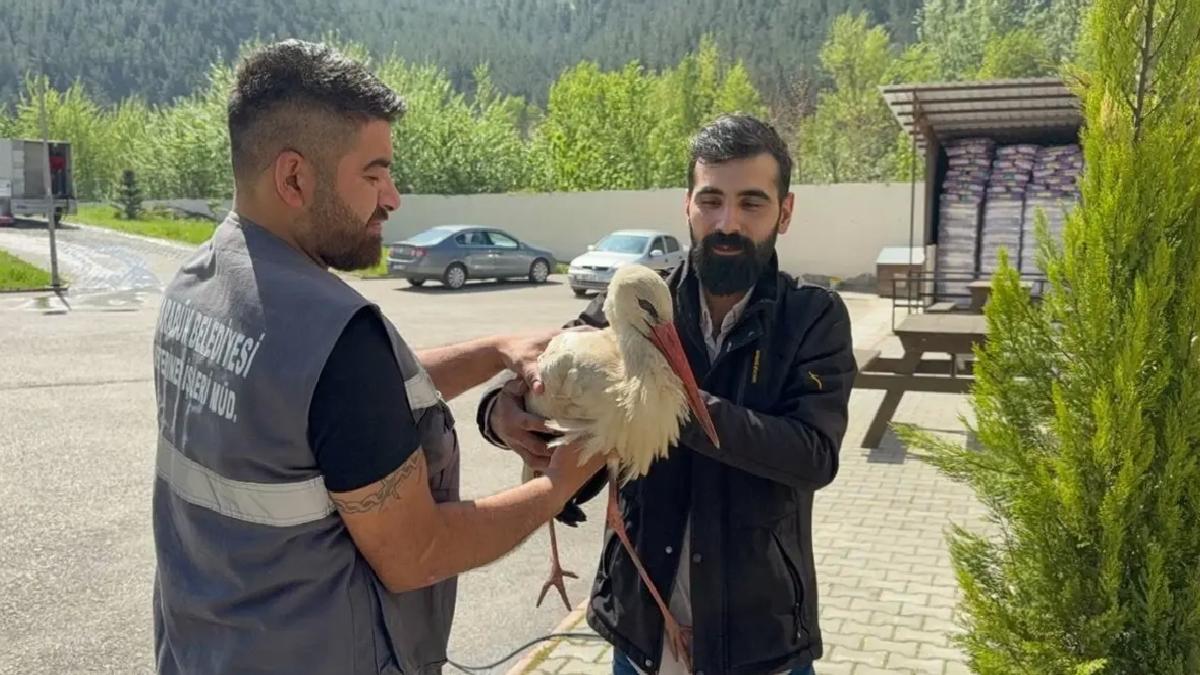 Bitkin Leylek Tedavi Edildi, Doğaya Salınacak