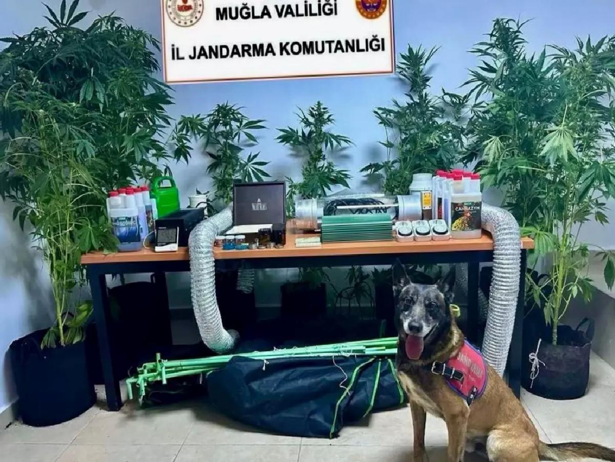 Bodrum’da Öğretmene Kenevir Operasyonu