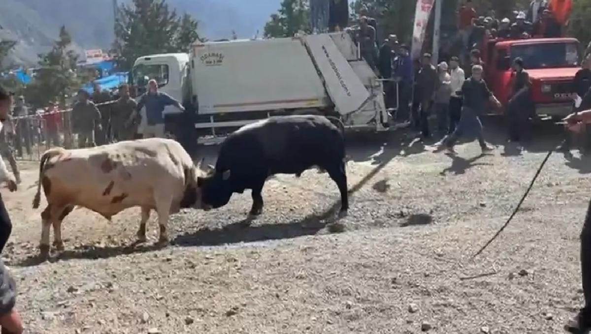 Boğa Güreşinde Panik: İki Boğa Arenayı Aştı