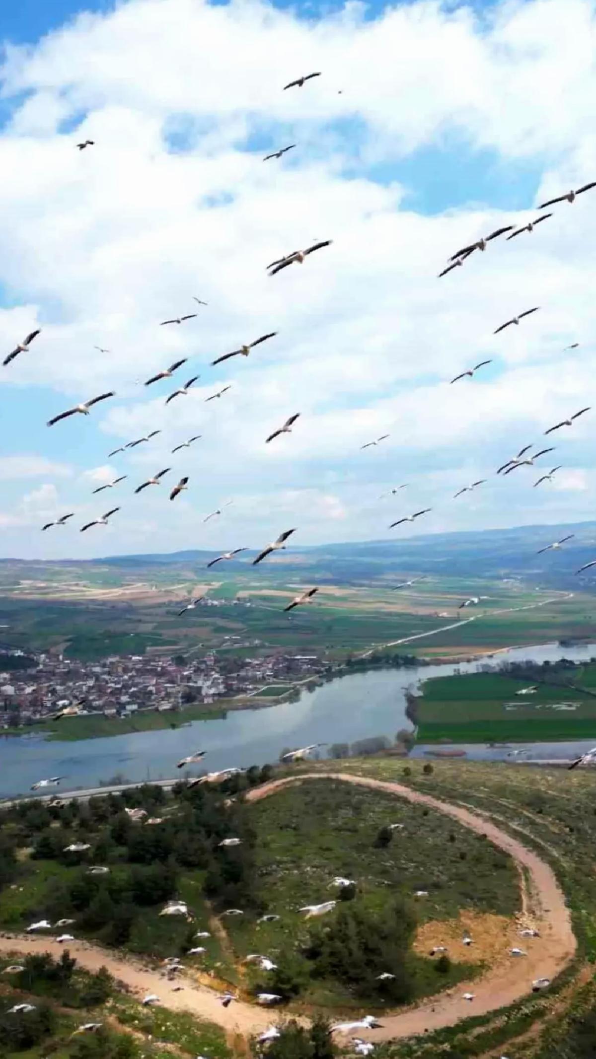 Boğazköy Barajı’nda Pelikanların Bahar Göçü