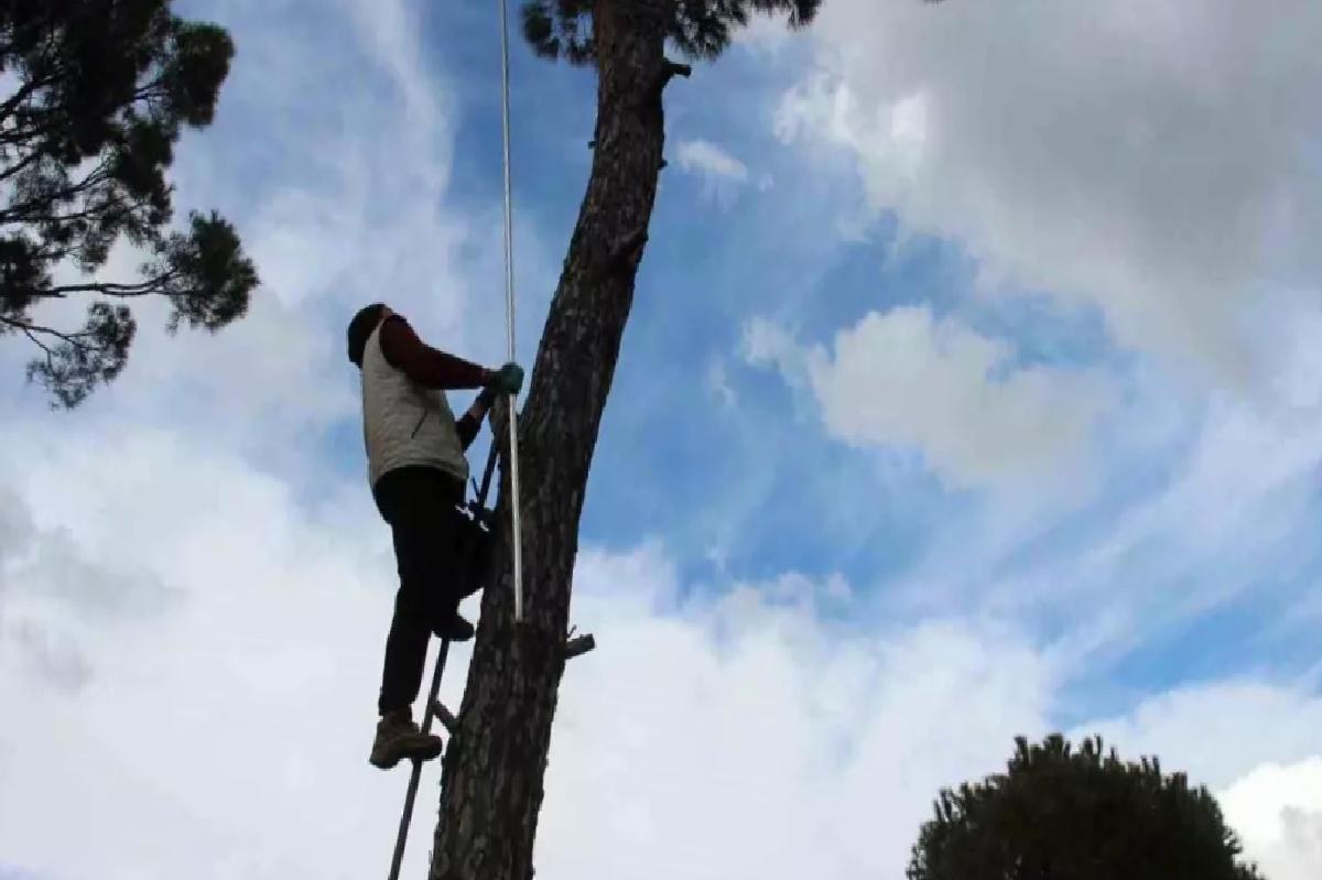 Çam Fıstığı Hasadı Tehlikeli Üretim Süreci