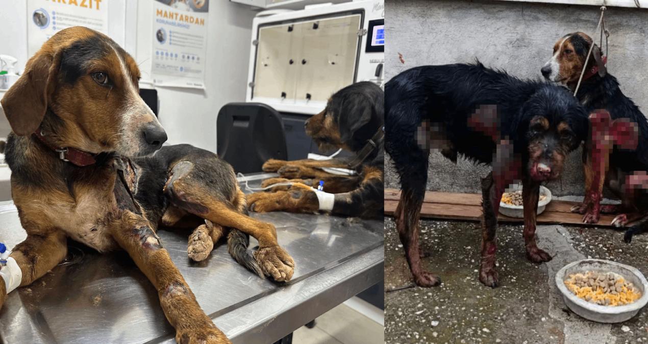 Caniliğin böylesi: Bağladıkları 2 köpeği kilometrelerce sürüklediler