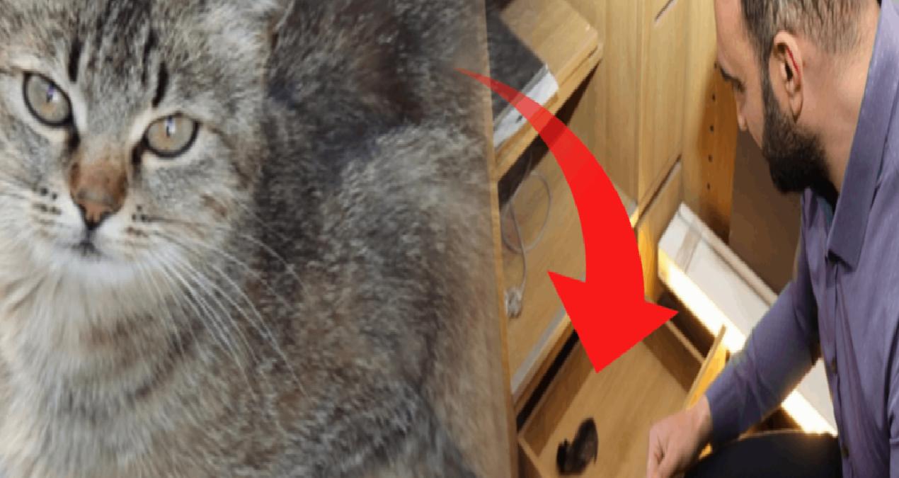 Çekmeceye doğum yapan kedi ve yavrusuna esnaf sahip çıktı
