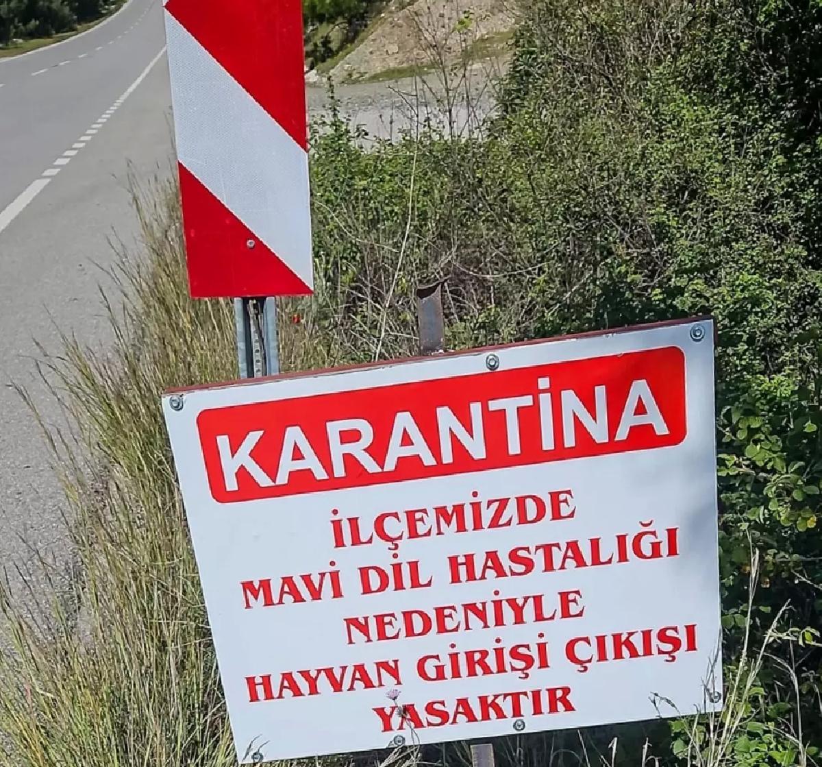 Datça’da ‘mavi dil hastalığı’ karantinası