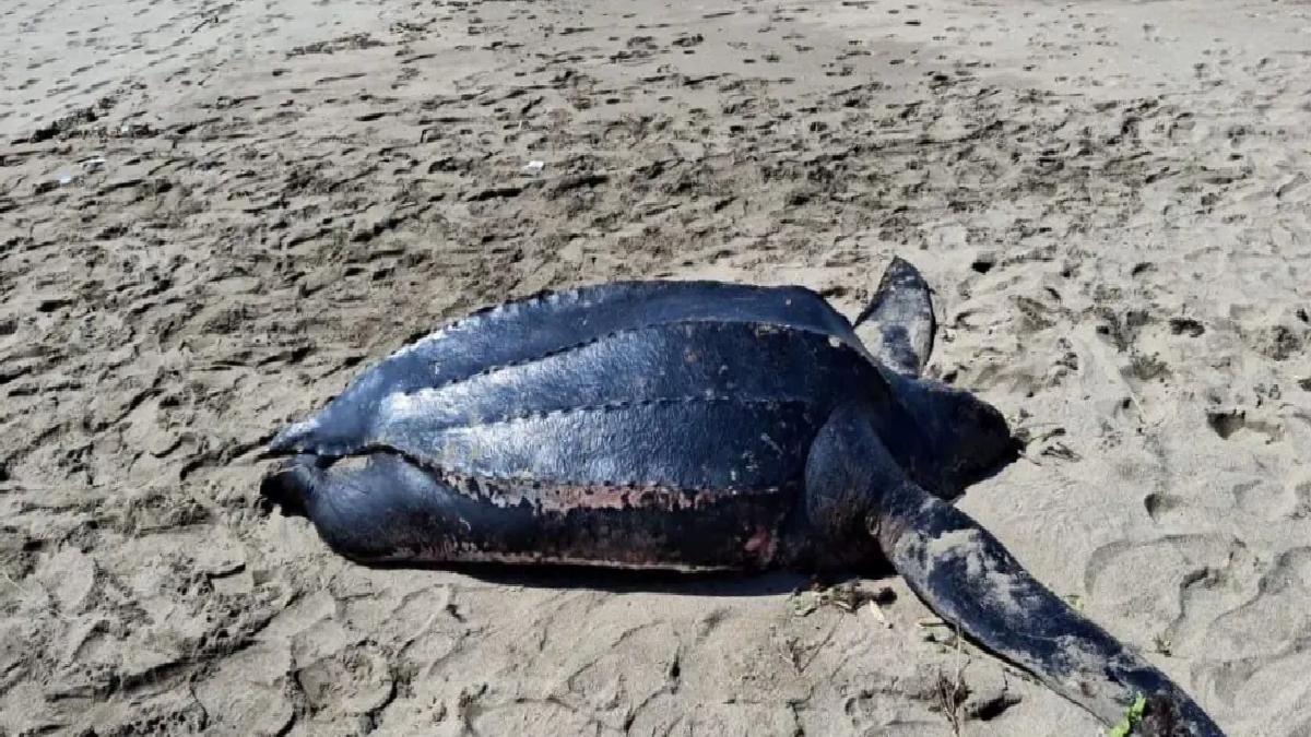 Deri Sırtlı Deniz Kaplumbağası Karasu’da Ölü Bulundu