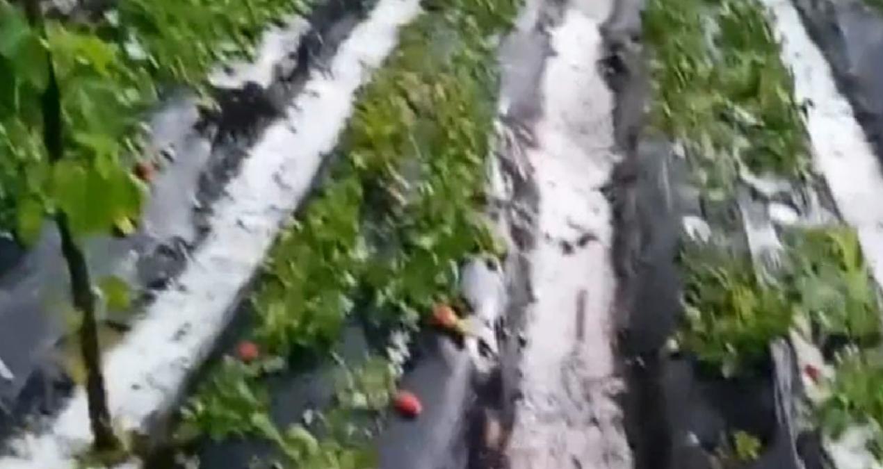 Dolu kenti vurdu, mahsuller heba oldu