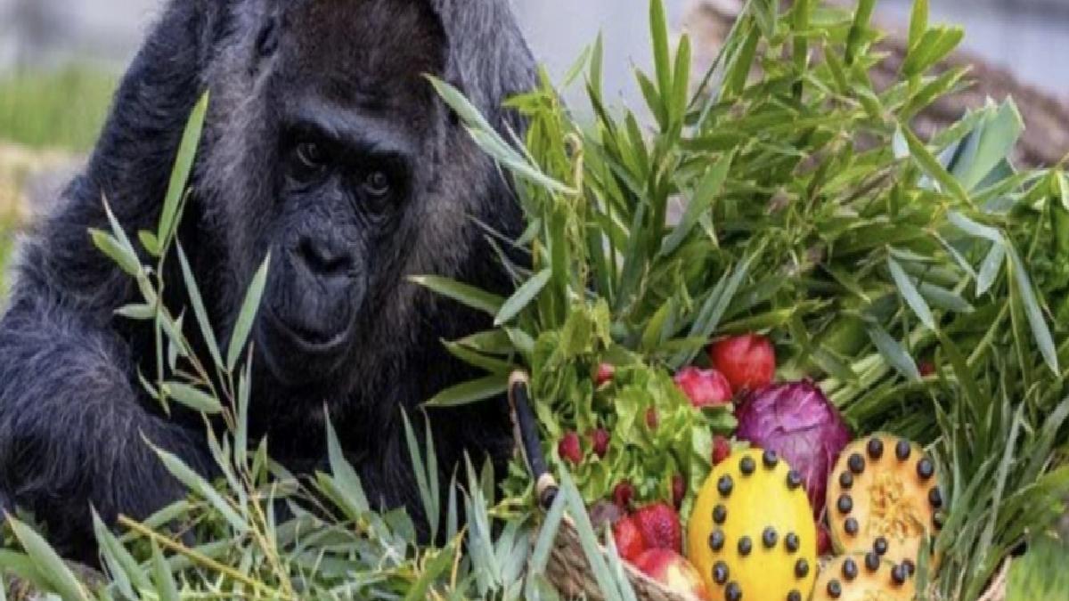 Dünyanın en yaşlı gorili Fatou, 68. doğum gününü kutladı