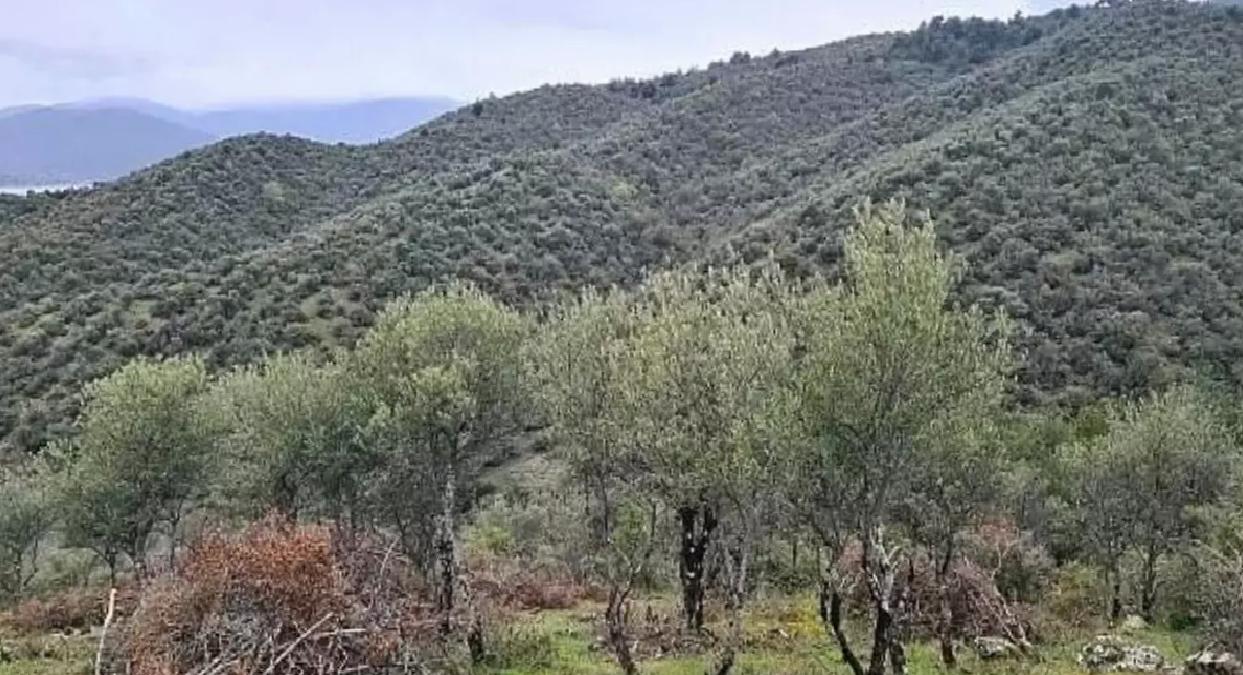 Durağan’da Delice Zeytin Projesi