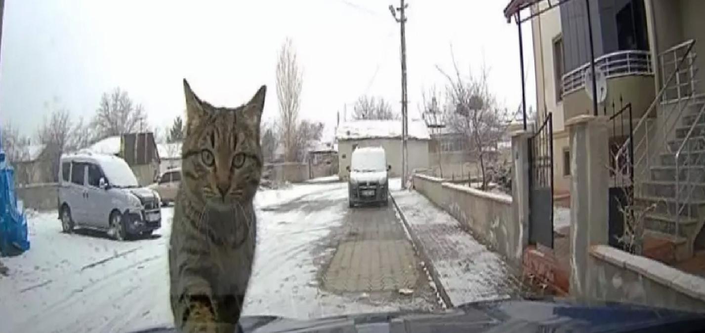 Erzincan’da Kedi Sıcak Araca Sığındı