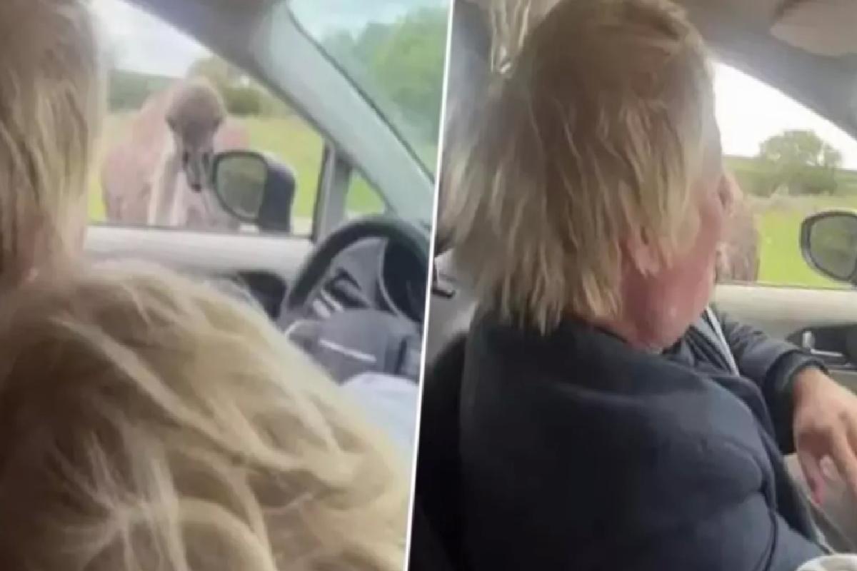 Eski başbakan Boris Johnson’ı safari parkında devekuşu ısırdı