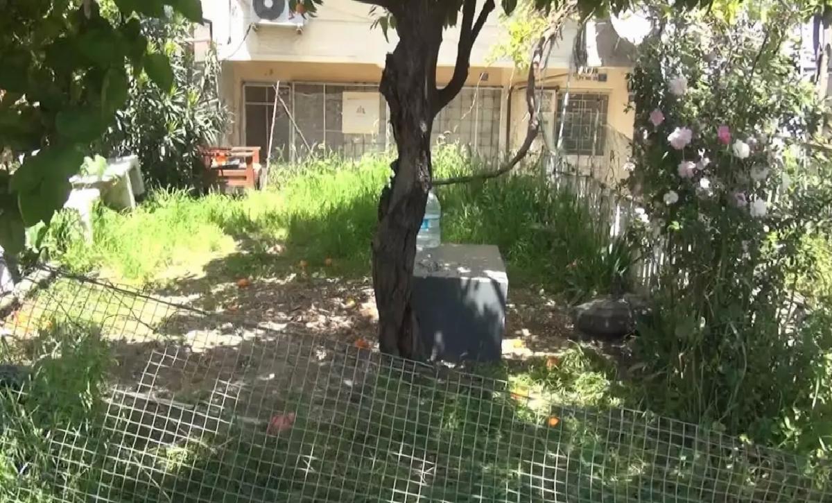 Gemlik’te Yavru Kedilerin Öldürülmesi İle Soruşturma Başlatıldı