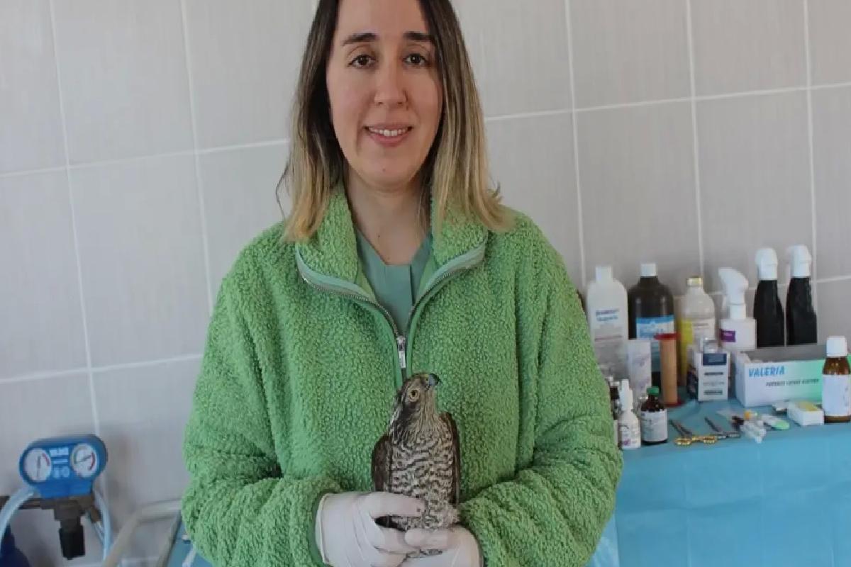 Göz Enfeksiyonu Geçiren Atmaca Tedavi Ediliyor