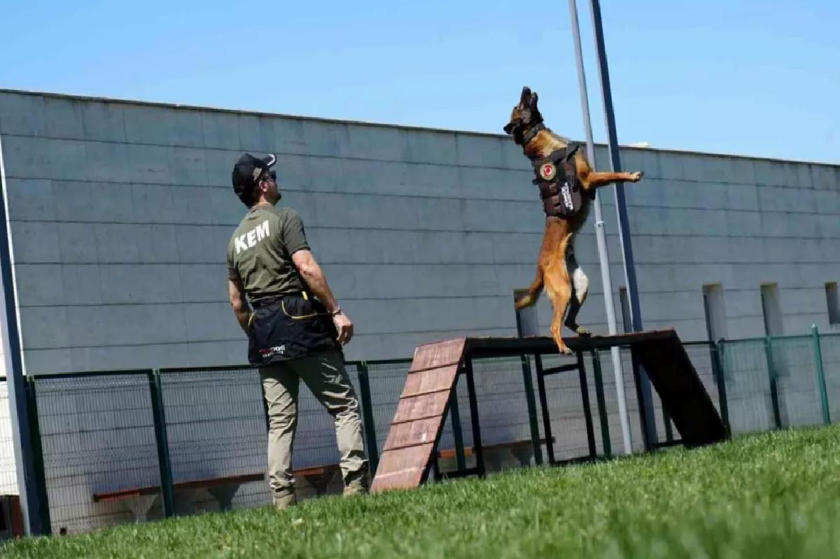 Gümrükte Kaçakçılıkla Mücadele İçin Köpek Eğitimi