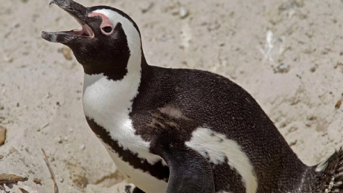 Güney Afrika’daki helikopter kazasının sebebi ‘penguen’ çıktı