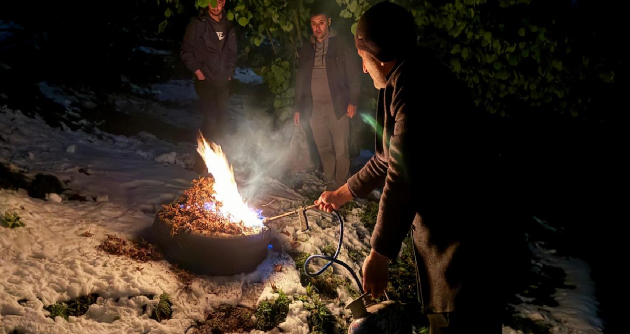 Hasat başladı: Tarladaki mahsul servet değerinde olunca gece gündüz başında nöbet tutuldu