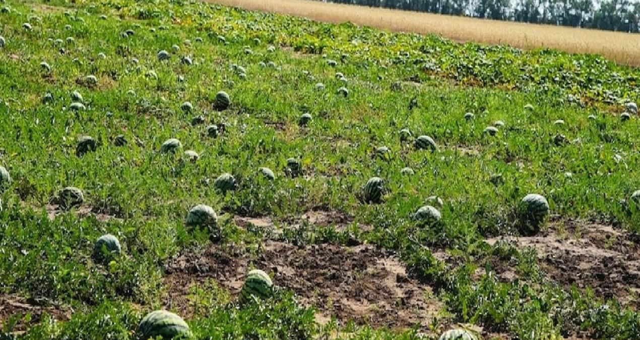 Hasat erken geldi, tezgahlar şenlendi: Kilosu 60 TL’den sezona giriş yaptı