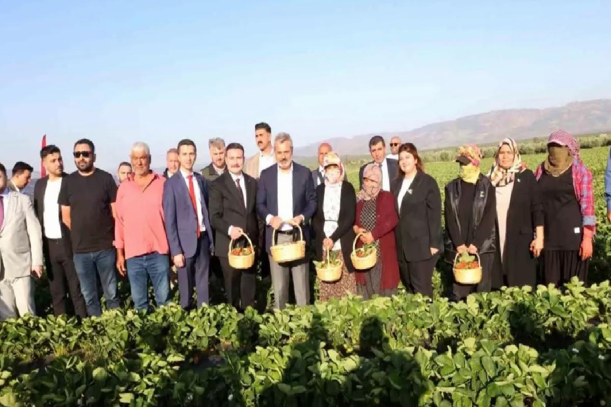 Hatay’da Depremzedelere Çilek Fidesi Desteği ile İlk Hasat Gerçekleştirildi