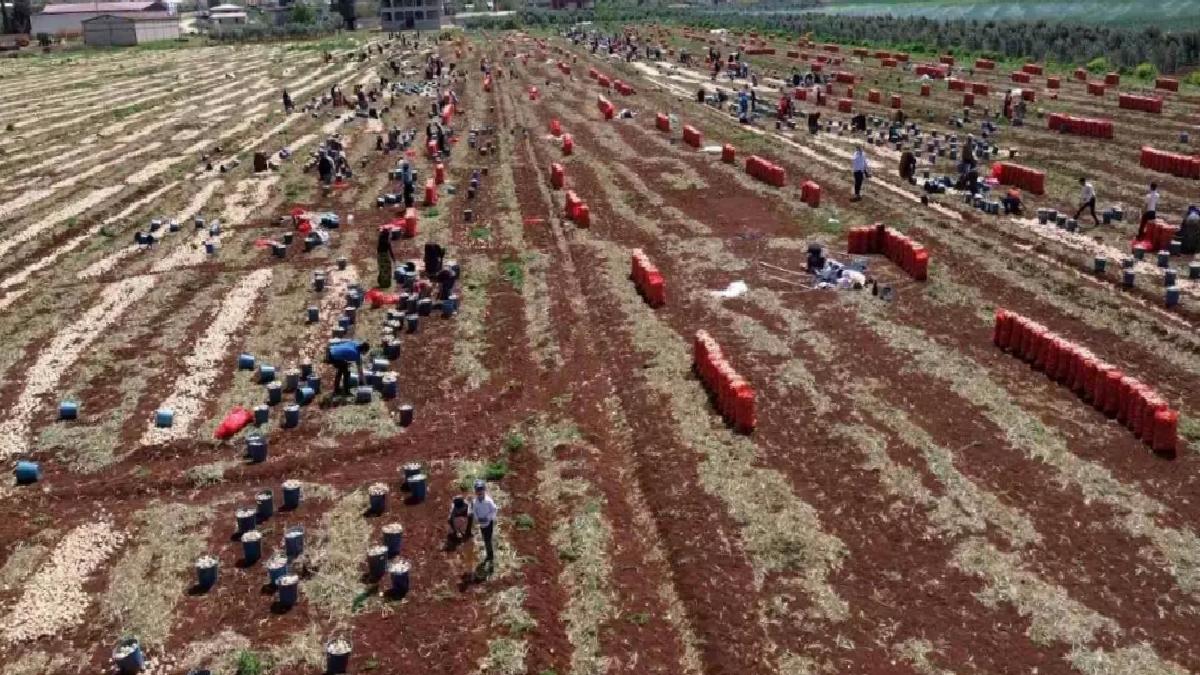 Hatay’da İlk Soğan Hasadı Başladı