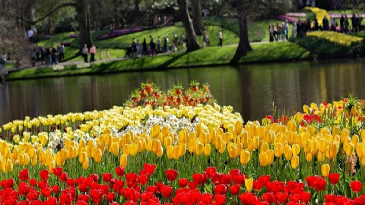 Hollanda’daki dev lalebahçesi Keukenhof, 76. yılını ziyaretçilerle kutluyor
