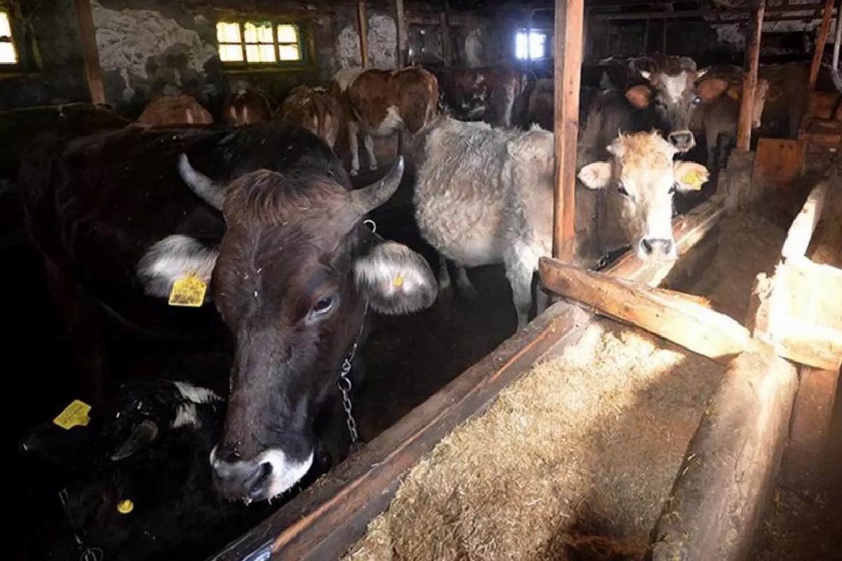 İneğin teptiği 10 yaşındaki Berfin hayatını kaybetti