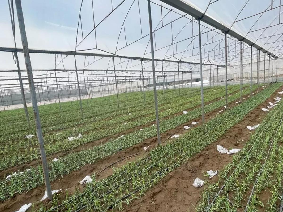 Isparta’da Karanfil Üretimi Artıyor