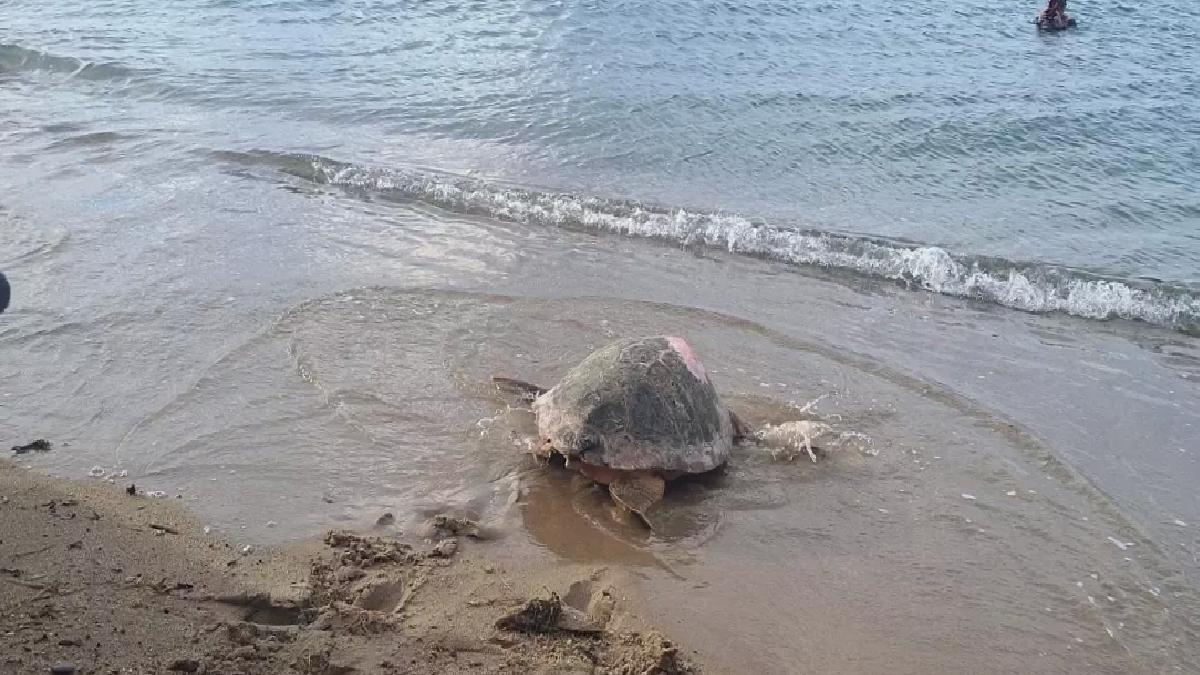 İztuzu Plajı’nda Caretta Yuvalama Hazırlıkları Başladı