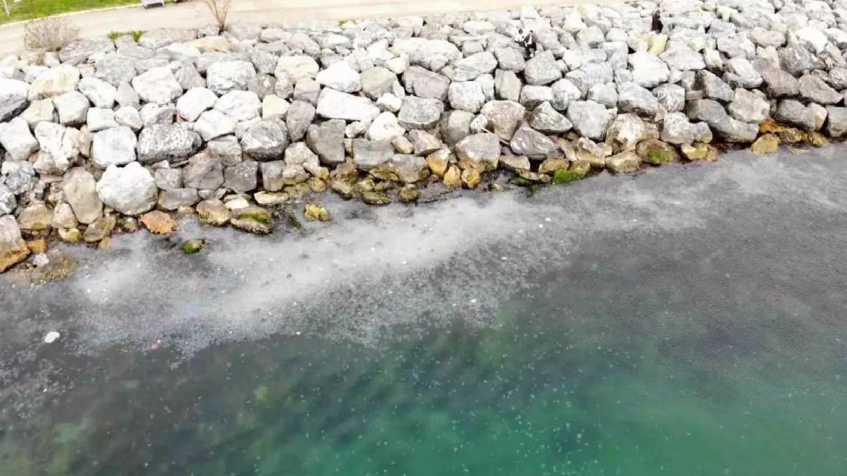 Kadıköy Moda’da Denizanası Yoğunluğu