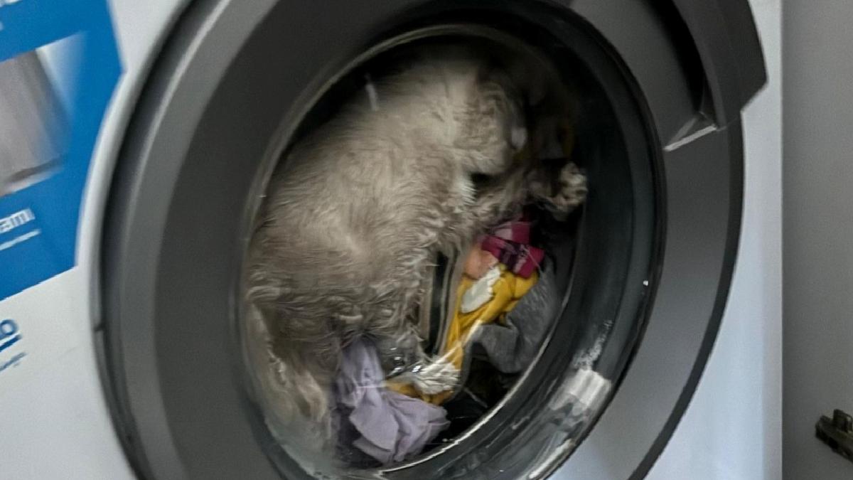 Kahramanmaraş’ta kedi çamaşır makinesine sıkıştı