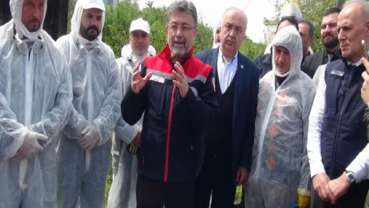 Kahverengi Kokarca ile Mücadele Planı