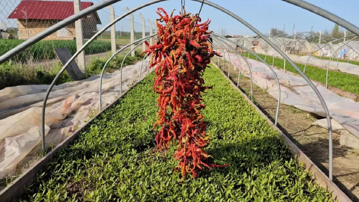 Karaağaç Biberi Üretimi Maliyetleri Düşürüyor