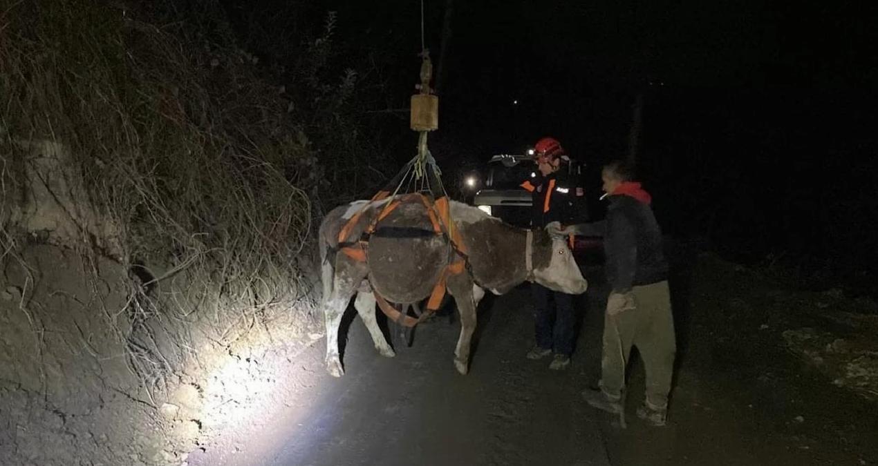 Kayalıklara Düşen İnek AFAD Tarafından Kurtarıldı