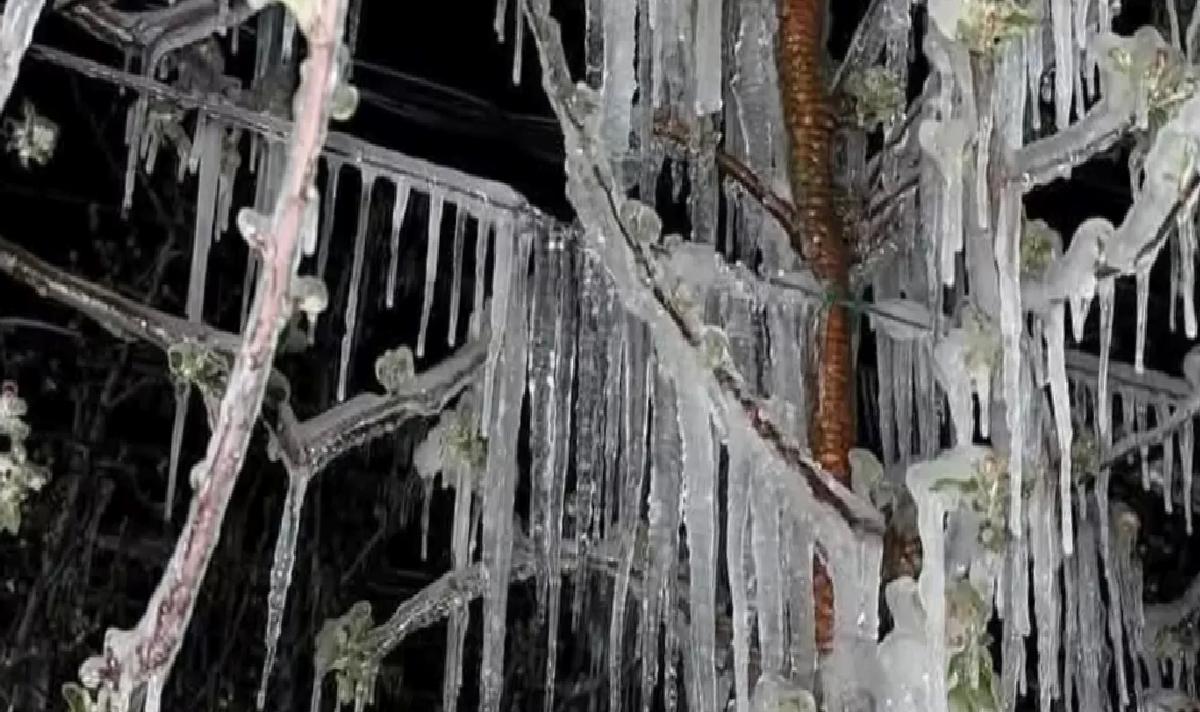 Kayseri’de Don Meyve Ağaçlarını Vurdu