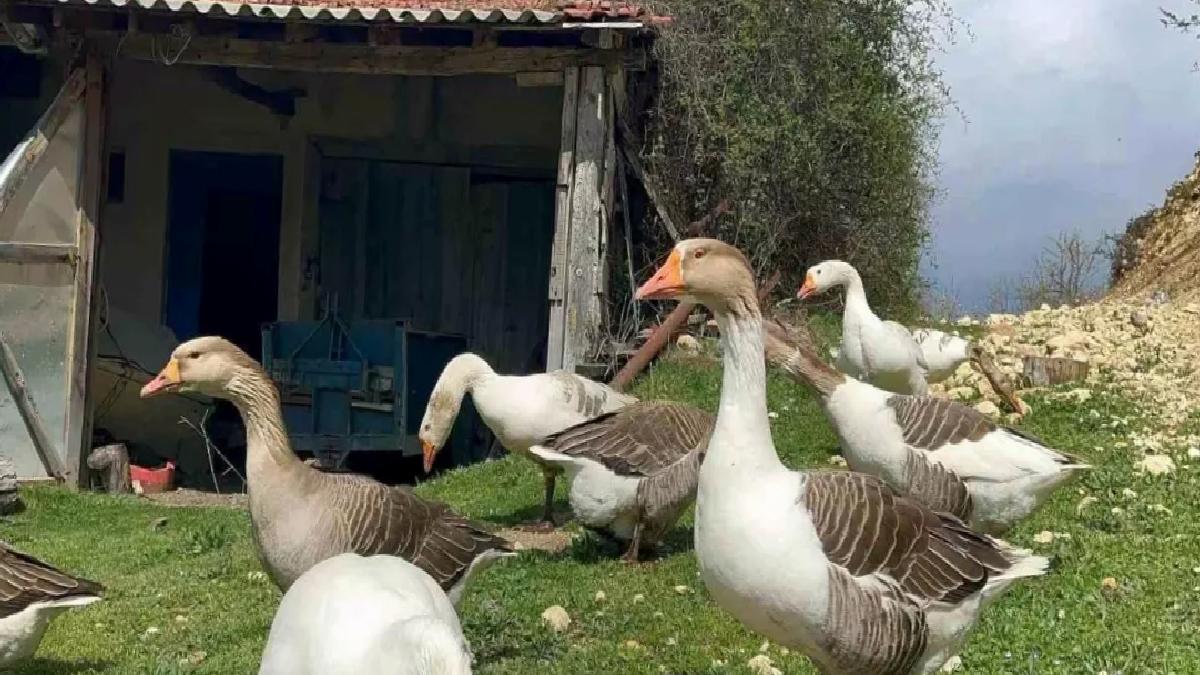 Kaz Yumurtası Talebi Artıyor