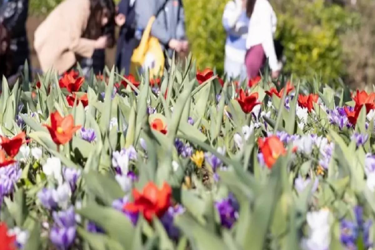 Keukenhof 76. Sezonuna Açıldı