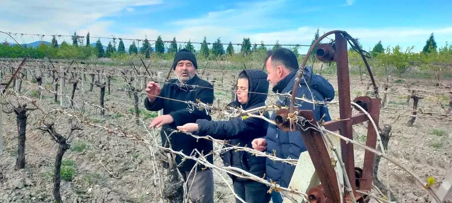 Kırkağaç’ta Don Zararı: 340 Dekar Üzüm Bağı Etkilendi