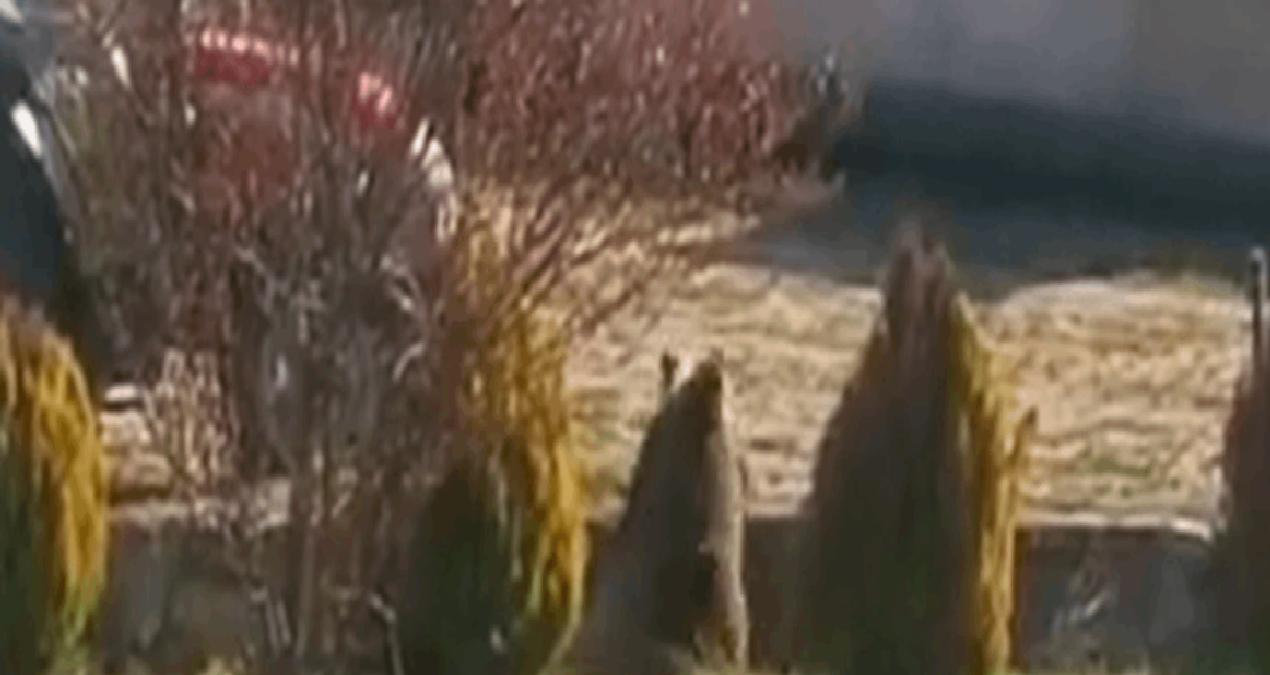 Kış uykusundan uyunıp köye inen ayıya köpek saldırısı şoku